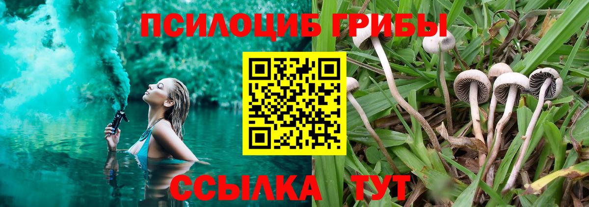 Псилоцибиновые грибы Psilocybe Южно-Сахалинск